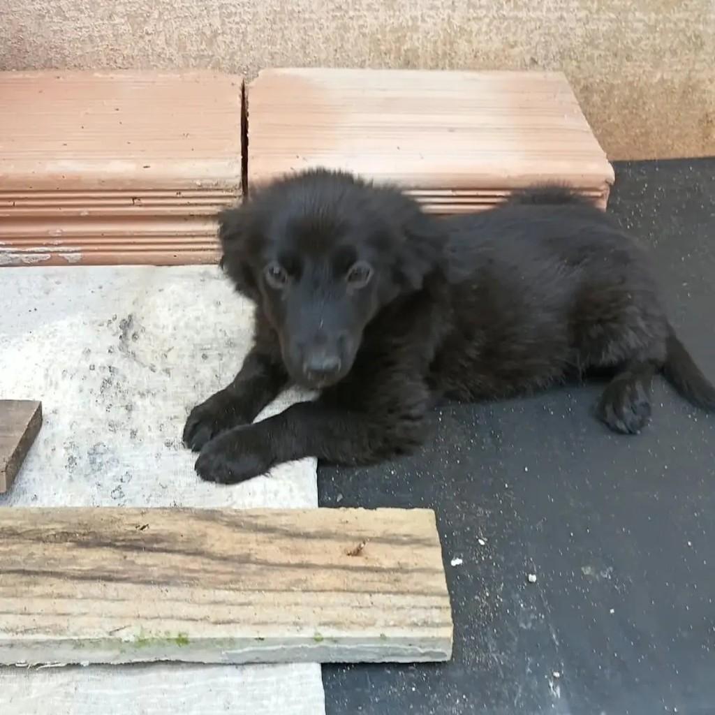 Luciglória, cadela de porte pequeno para adoção em Passa Quatro - MG — foto 2 de 3
