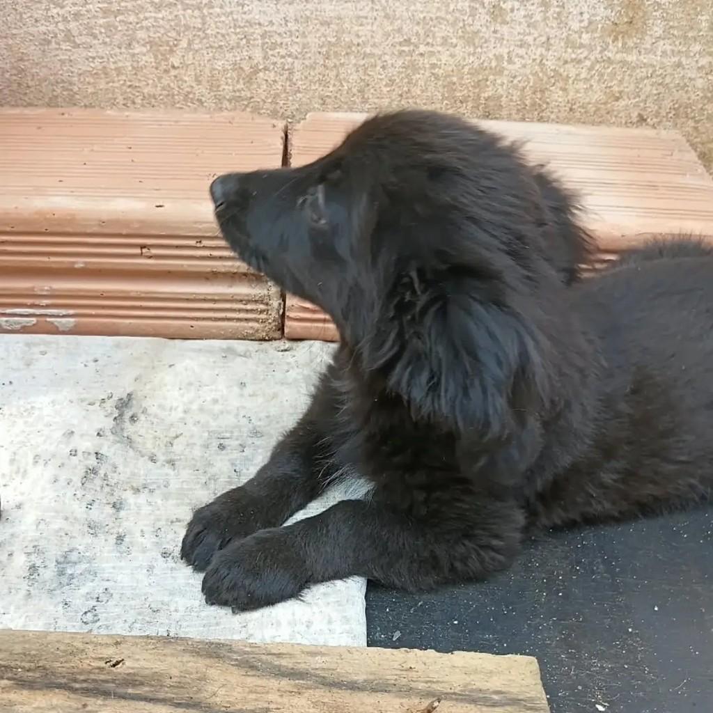 Luciglória, cadela de porte pequeno para adoção em Passa Quatro - MG — foto 3 de 3