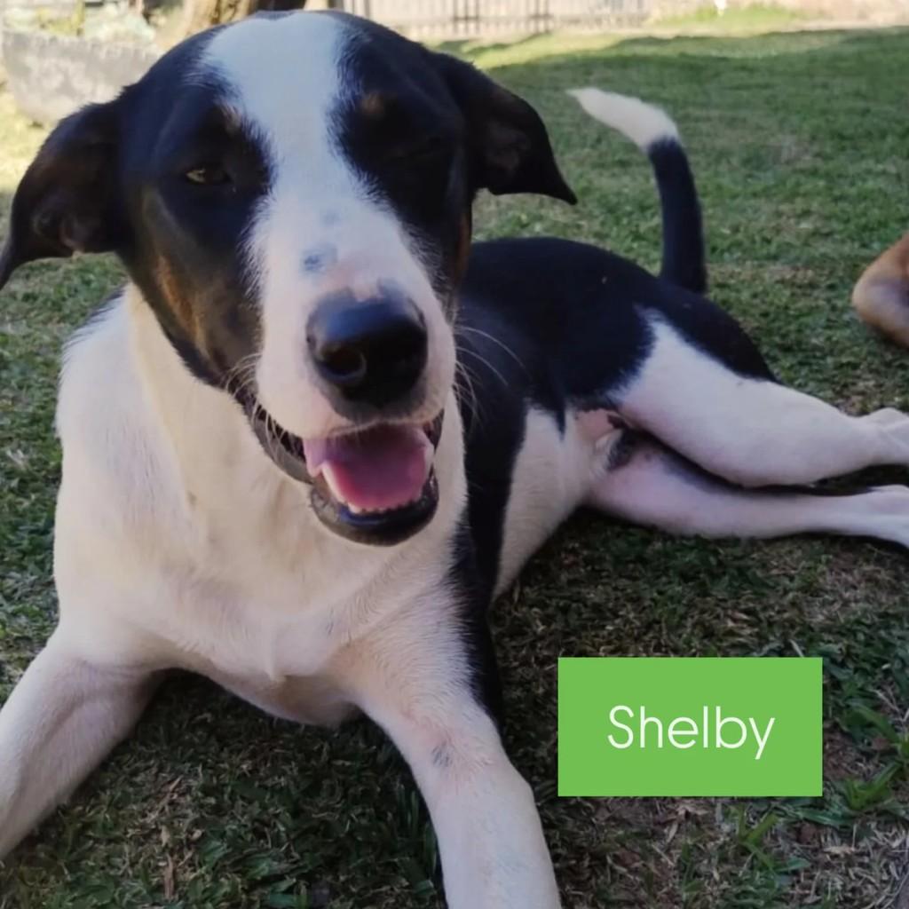 SHElby, cachorro de porte médio para adoção em São Bento do Sul - SC
