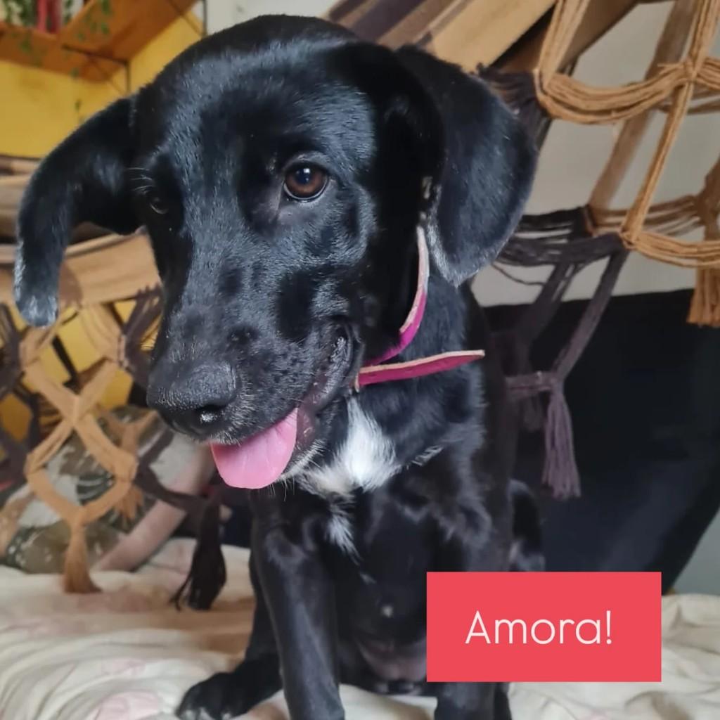Amora, cachorro de porte pequeno para adoção em São Bento do Sul - SC