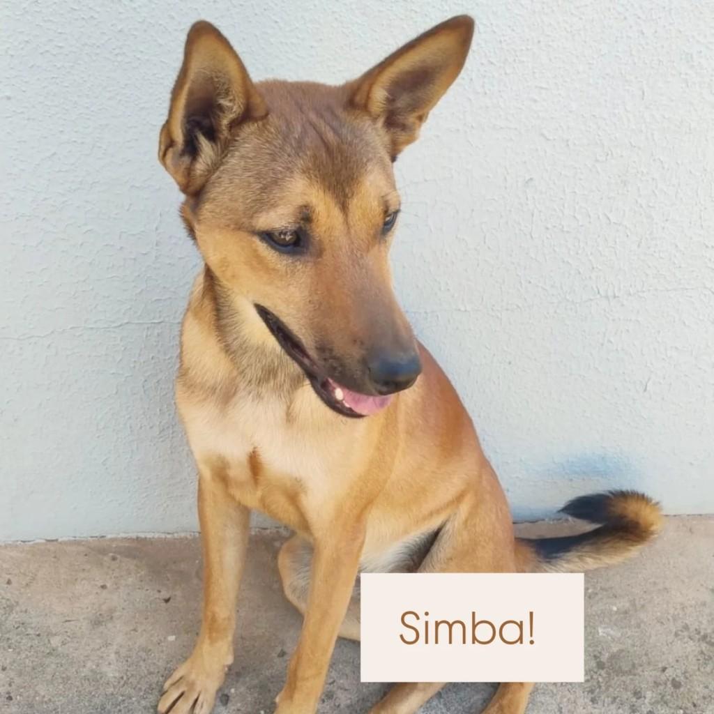 Simba, cachorro de porte médio para adoção em São Bento do Sul - SC