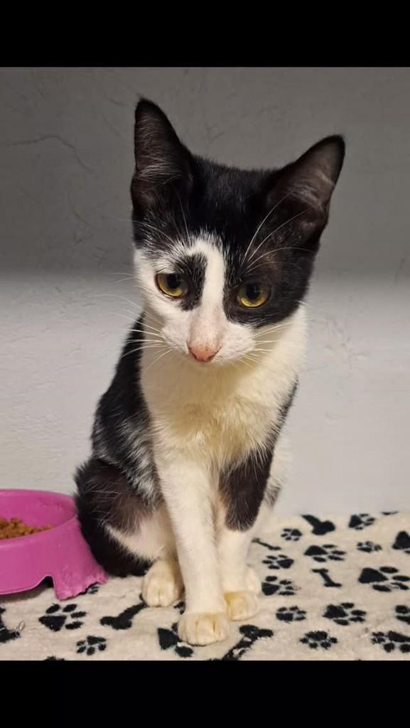 Átila, gato de porte pequeno para adoção em São Bento do Sul - SC