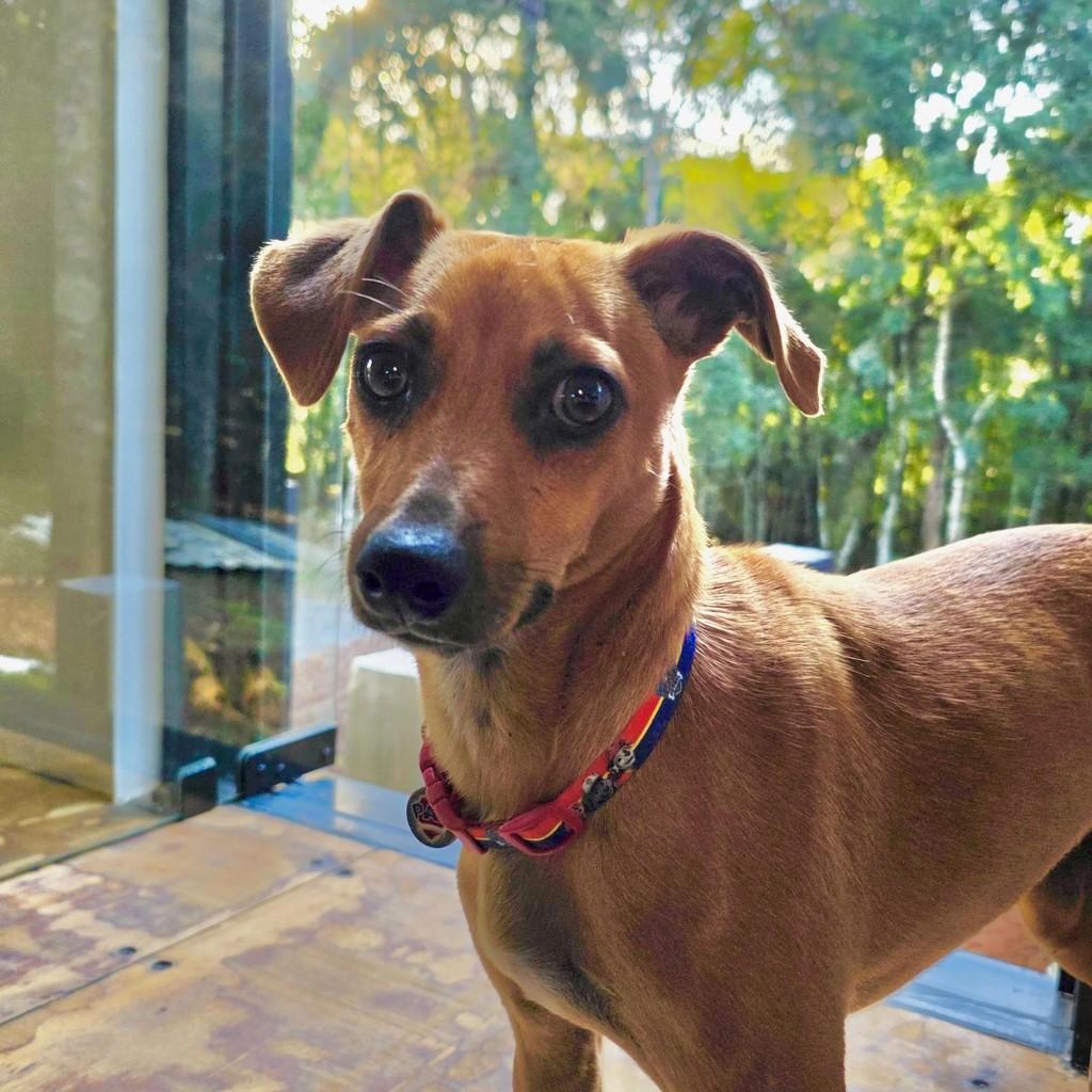 Caramelinho, cachorro de porte médio para adoção em São Bento do Sul - SC