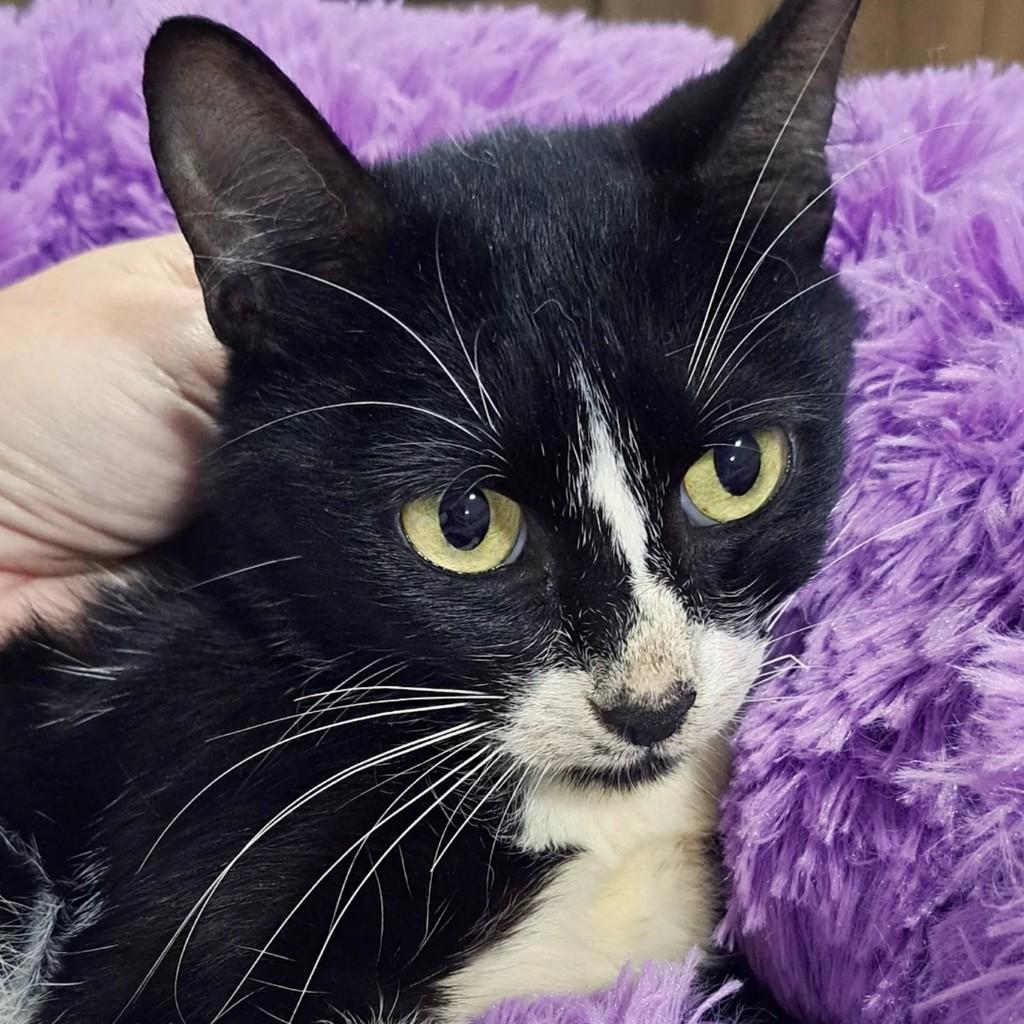 Maitê, gata de porte pequeno para adoção em São Bento do Sul - SC