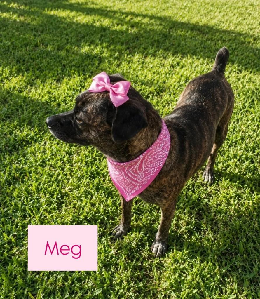 Meg, cadela de porte médio para adoção em São Bento do Sul - SC