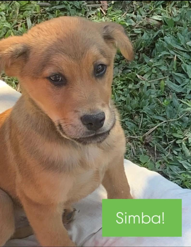Little Simba, cachorro para adoção em São Bento do Sul - SC