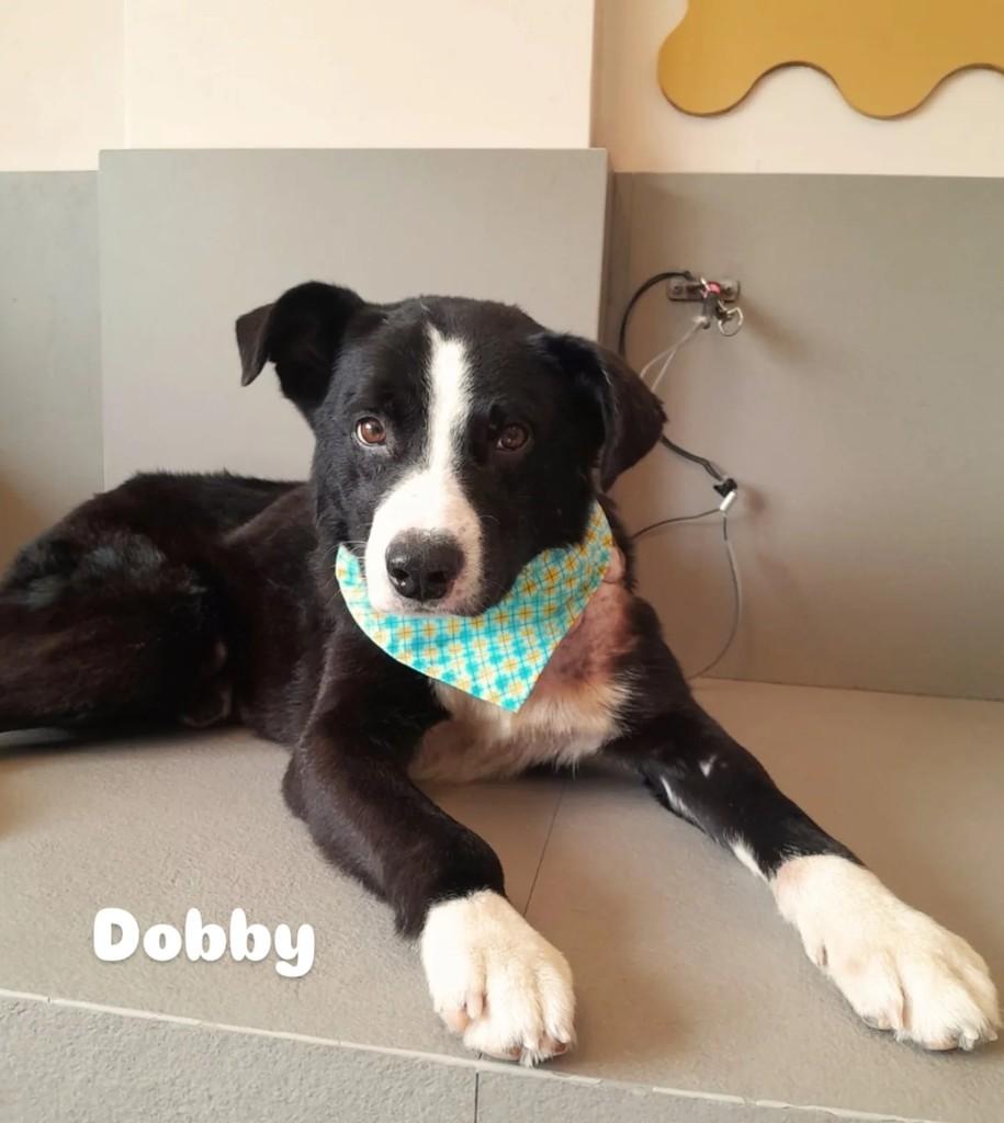 Dobby, cachorro de porte grande para adoção em São Bento do Sul - SC