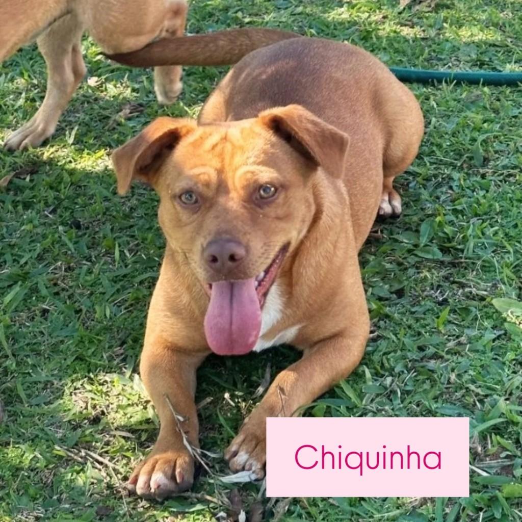 Chiquinha, cadela de porte médio para adoção em São Bento do Sul - SC