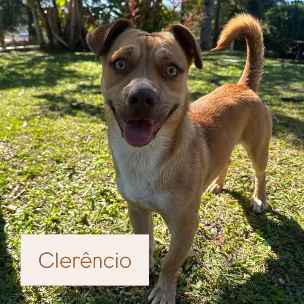 Clerêncio, cachorro de porte médio para adoção em São Bento do Sul - SC