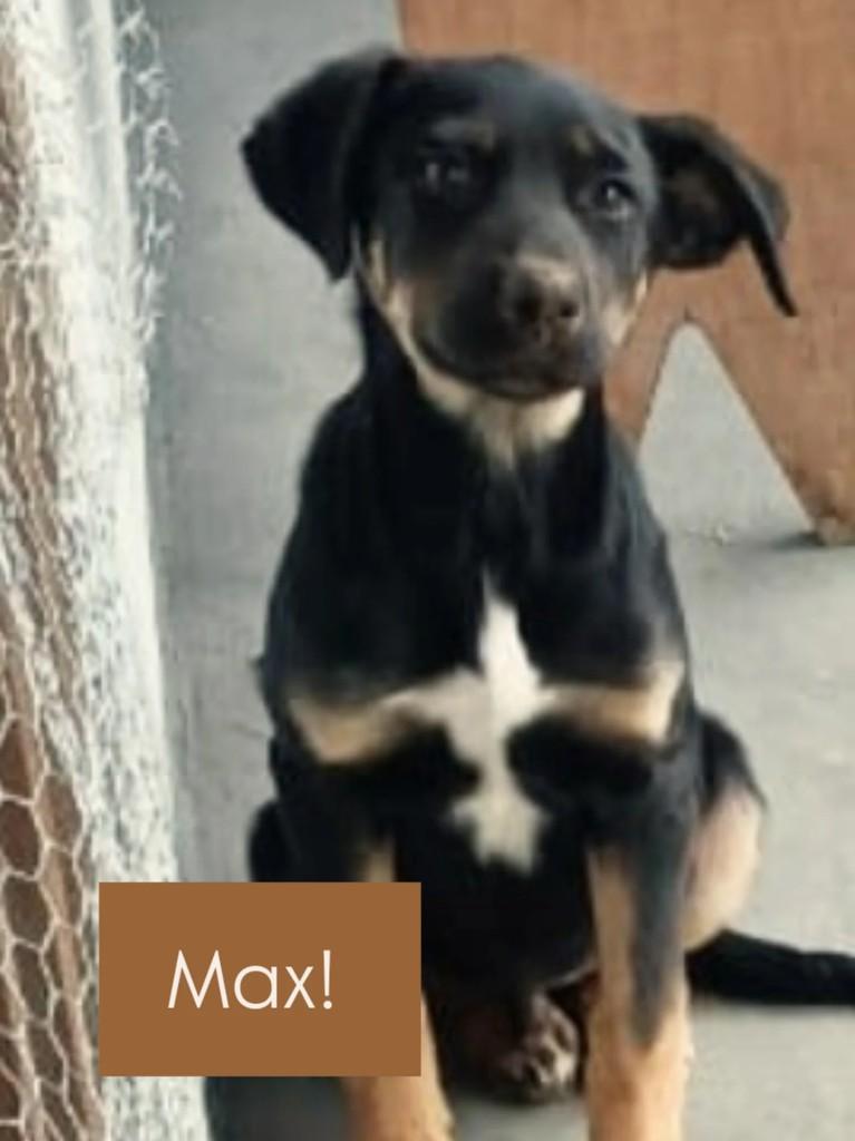 Max, cachorro de porte pequeno para adoção em São Bento do Sul - SC