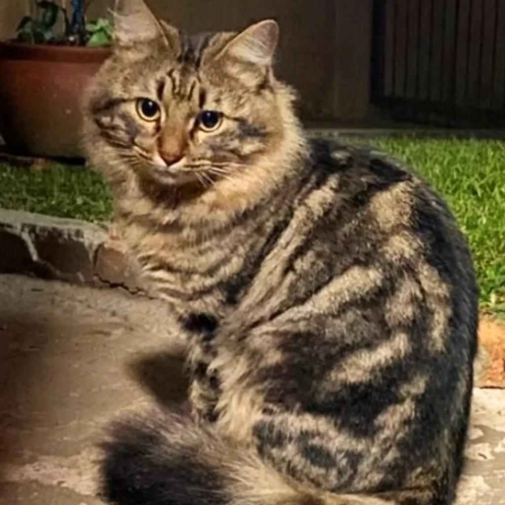 Peludinho, gato de porte médio para adoção em São Bento do Sul - SC