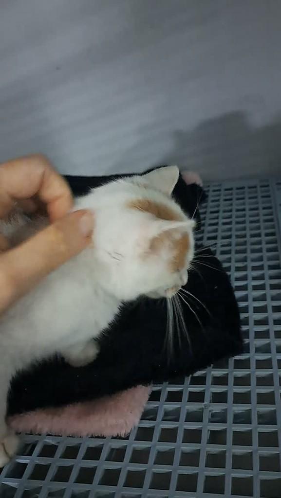 Jessie, gato de porte pequeno para adoção em São Bento do Sul - SC