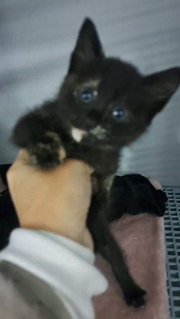 Bonnie, gato de porte pequeno para adoção em São Bento do Sul - SC