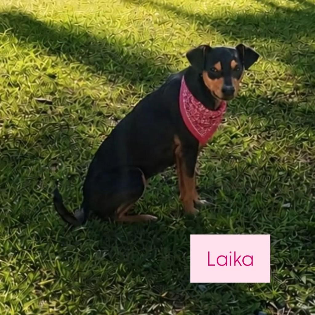 Laika, cadela de porte médio para adoção em São Bento do Sul - SC