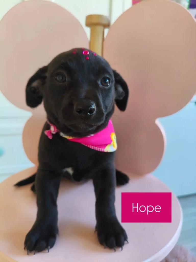 Hope, cachorro de porte pequeno para adoção em São Bento do Sul - SC