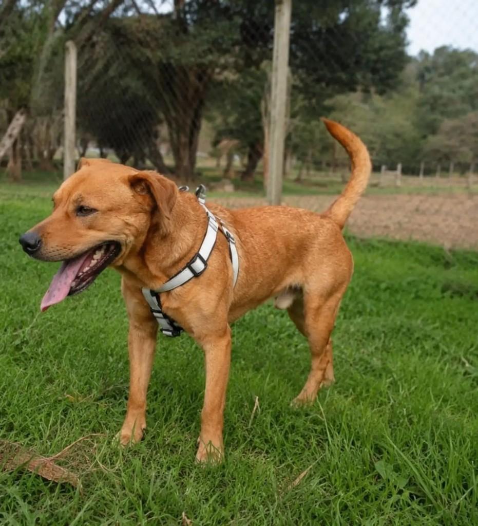 Akira, cadela de porte médio para adoção em São Bento do Sul - SC