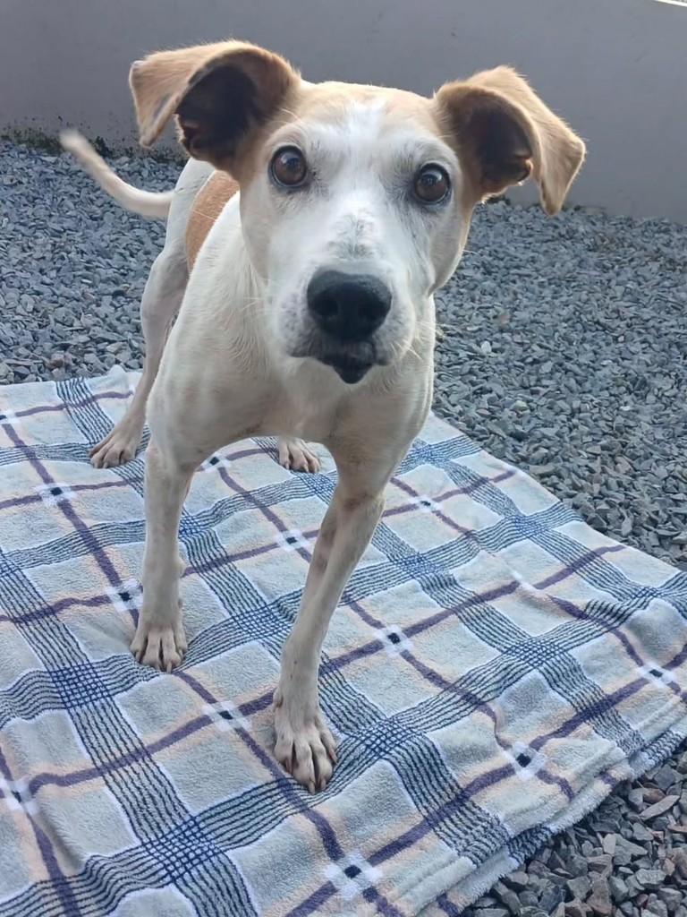 Costelinha, cachorro de porte médio para adoção em São Bento do Sul - SC