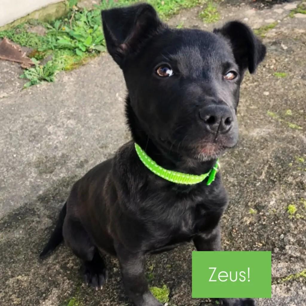 Zeus, cachorro de porte pequeno para adoção em São Bento do Sul - SC