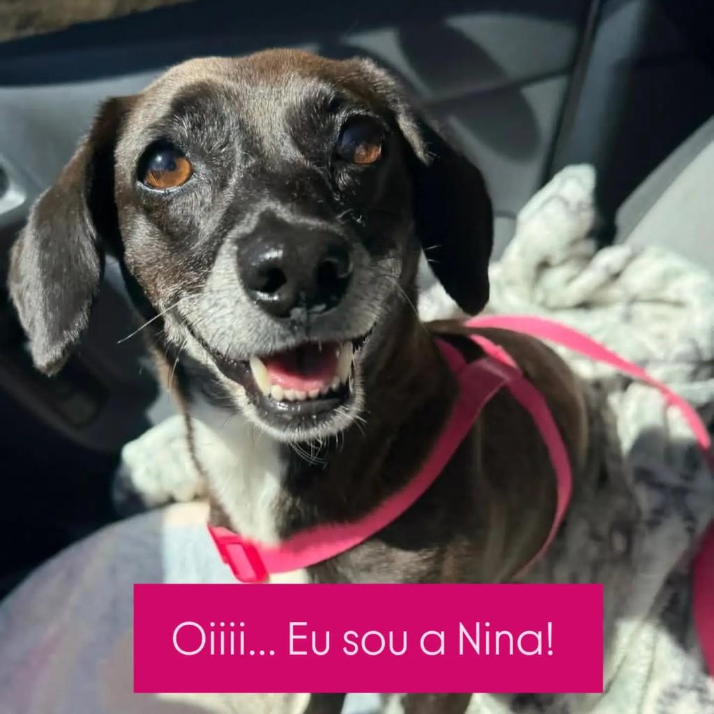 Nina, cadela de porte pequeno para adoção em São Bento do Sul - SC