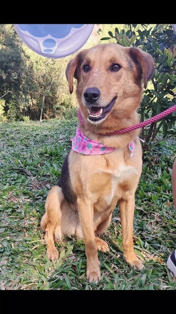 Nikki, cadela de porte médio para adoção em São Bento do Sul - SC
