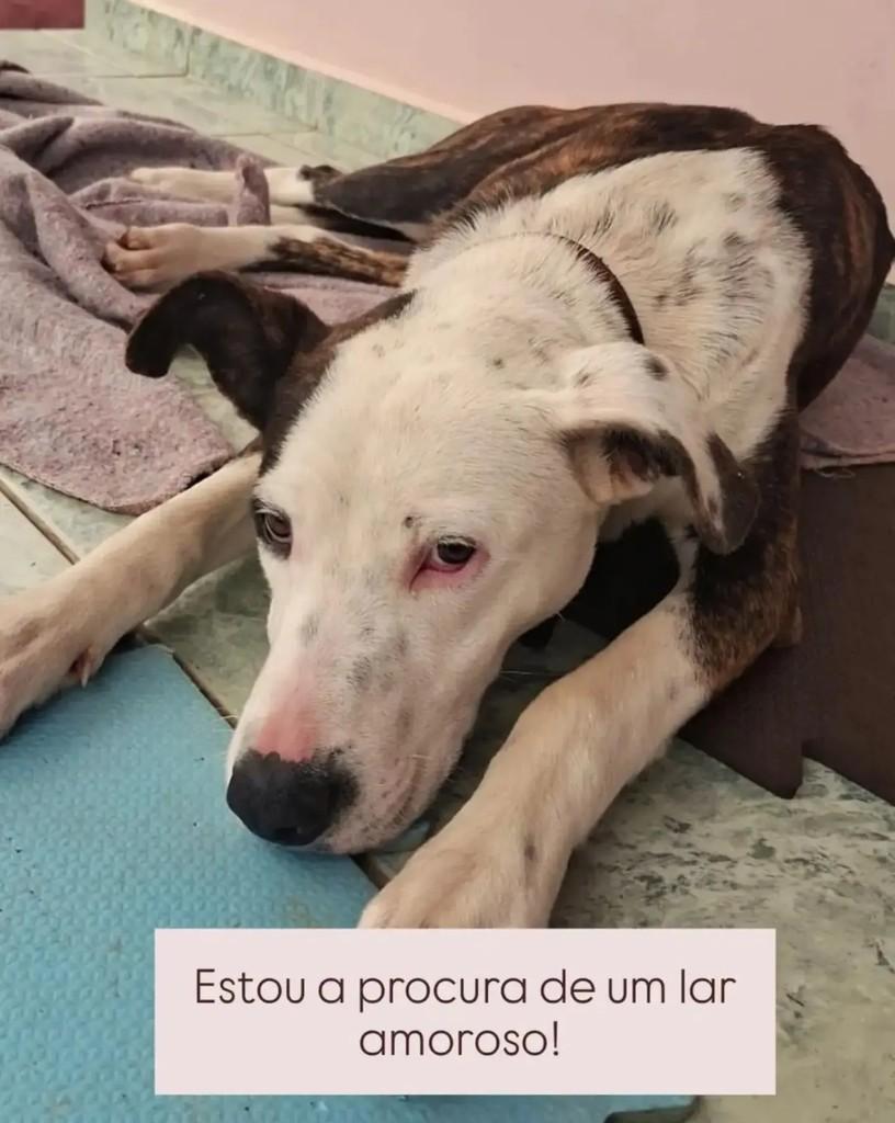 Amigão, cachorro de porte grande para adoção em São Bento do Sul - SC