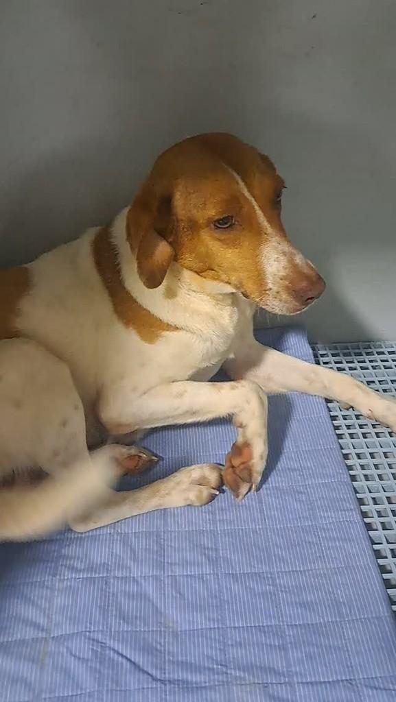Docinho, cadela de porte médio para adoção em São Bento do Sul - SC