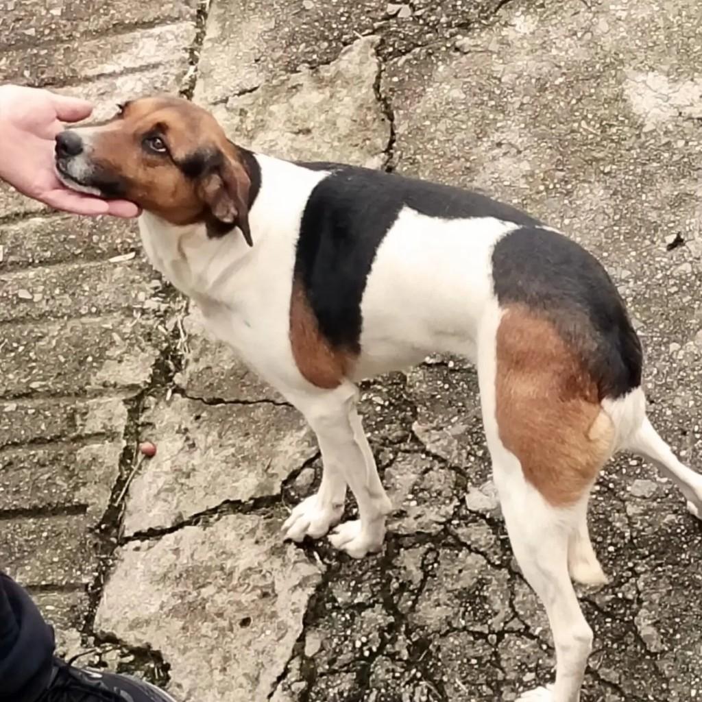 Belinha, cadela de porte médio para adoção em São Bento do Sul - SC