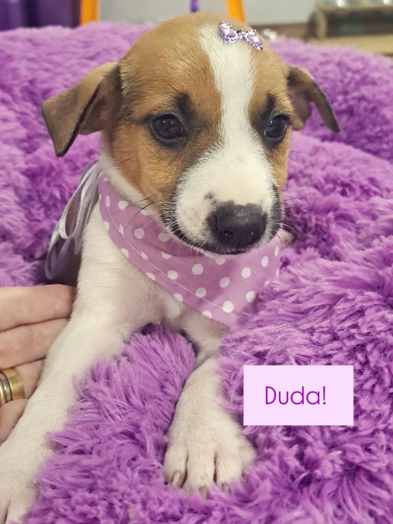 Duda, cachorro de porte pequeno para adoção em São Bento do Sul - SC