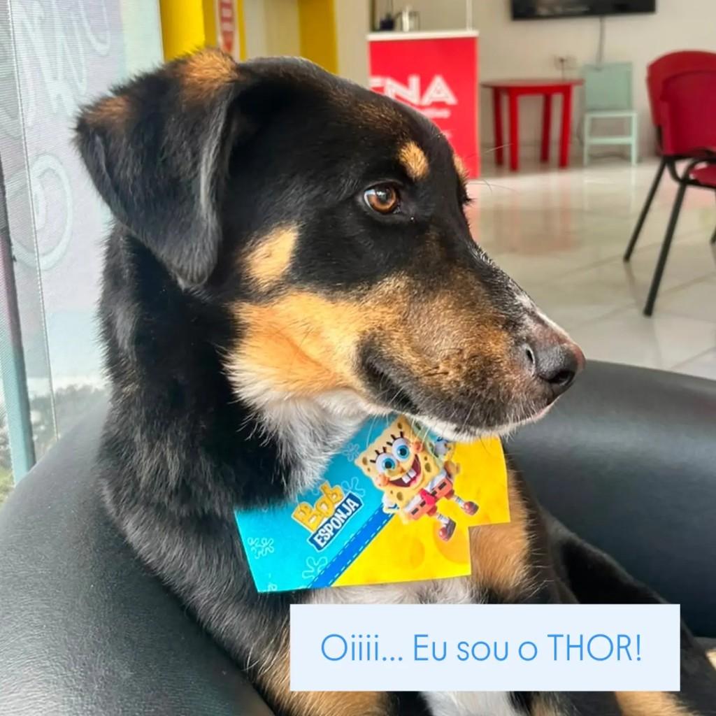 Thor, cachorro de porte médio para adoção em São Bento do Sul - SC