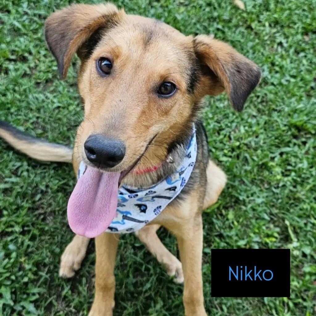 Nikko, cachorro de porte médio para adoção em São Bento do Sul - SC