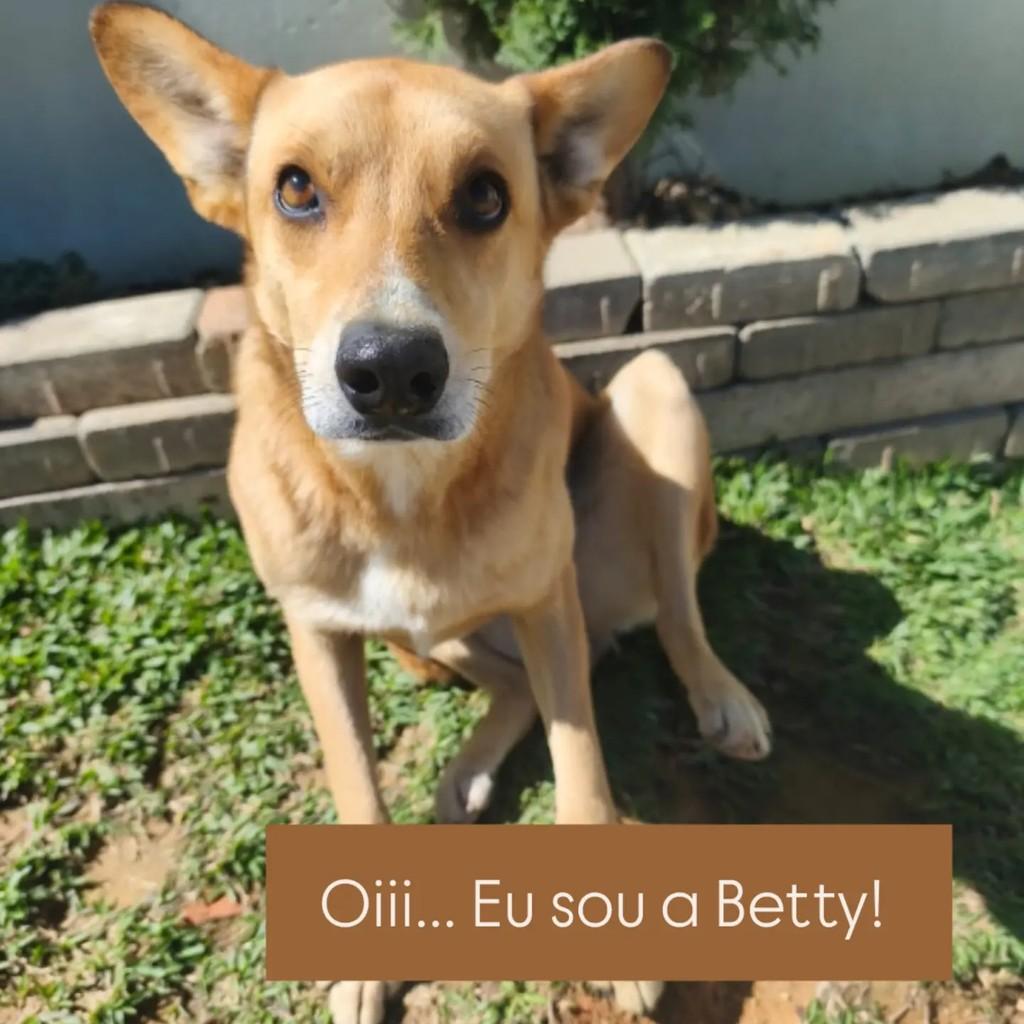Betty, cadela de porte médio para adoção em São Bento do Sul - SC