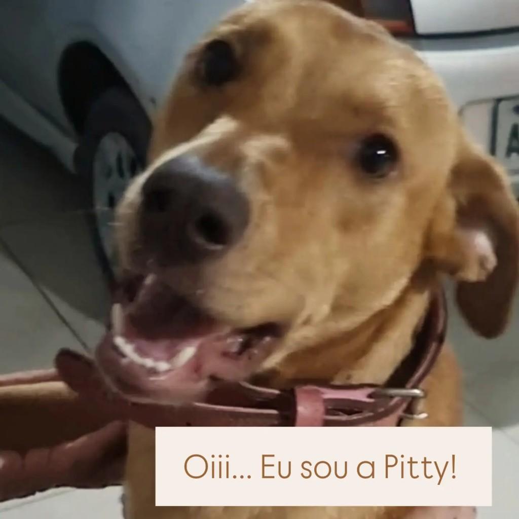 Pitty, cachorro de porte médio para adoção em São Bento do Sul - SC