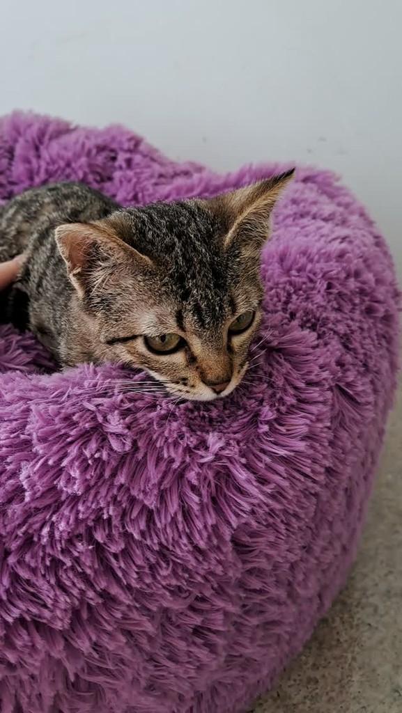 Florzinha, gata de porte pequeno para adoção em São Bento do Sul - SC
