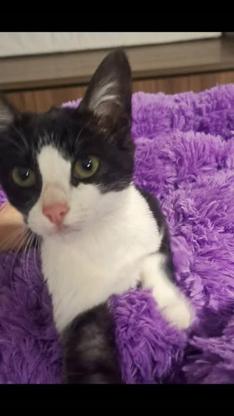 Fiorella, gata de porte pequeno para adoção em São Bento do Sul - SC