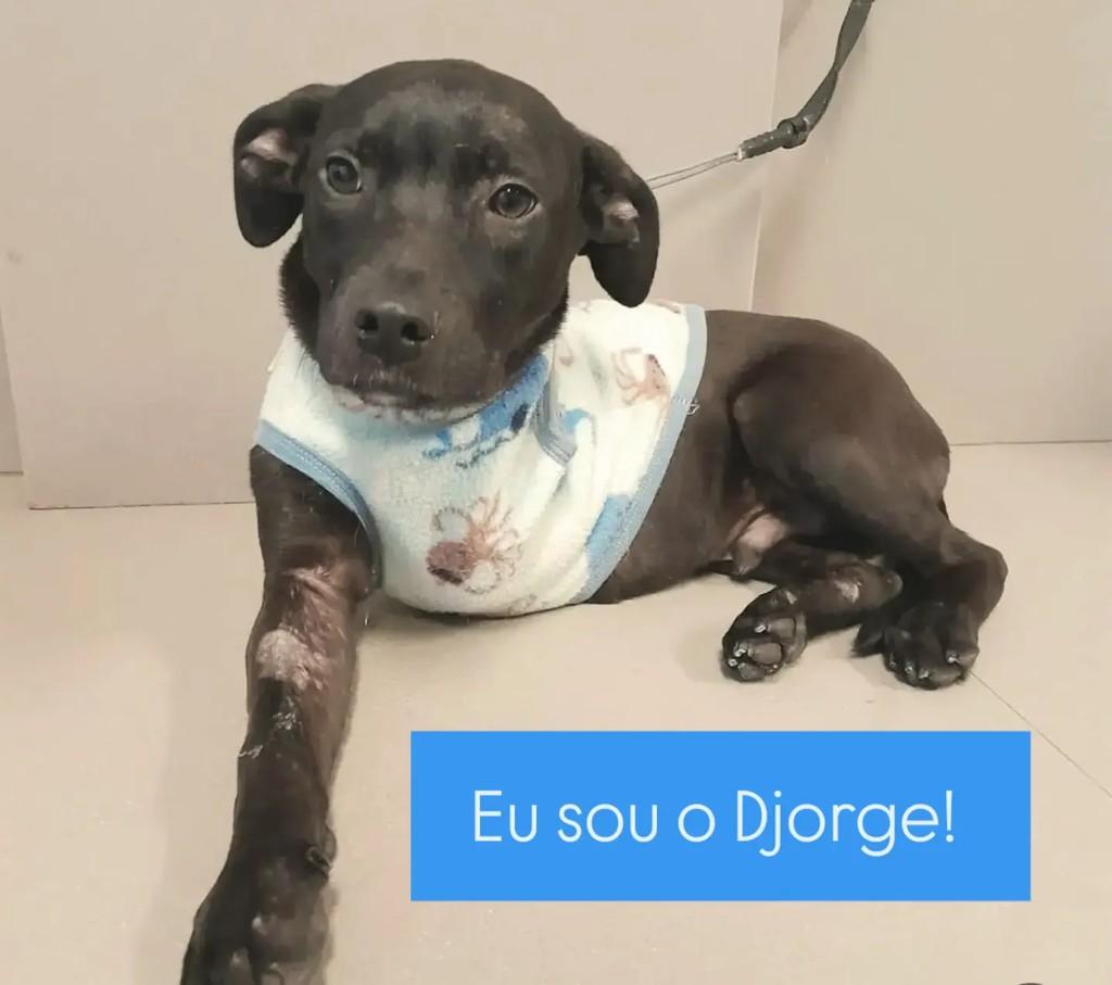 Djorge, cachorro de porte médio para adoção em São Bento do Sul - SC