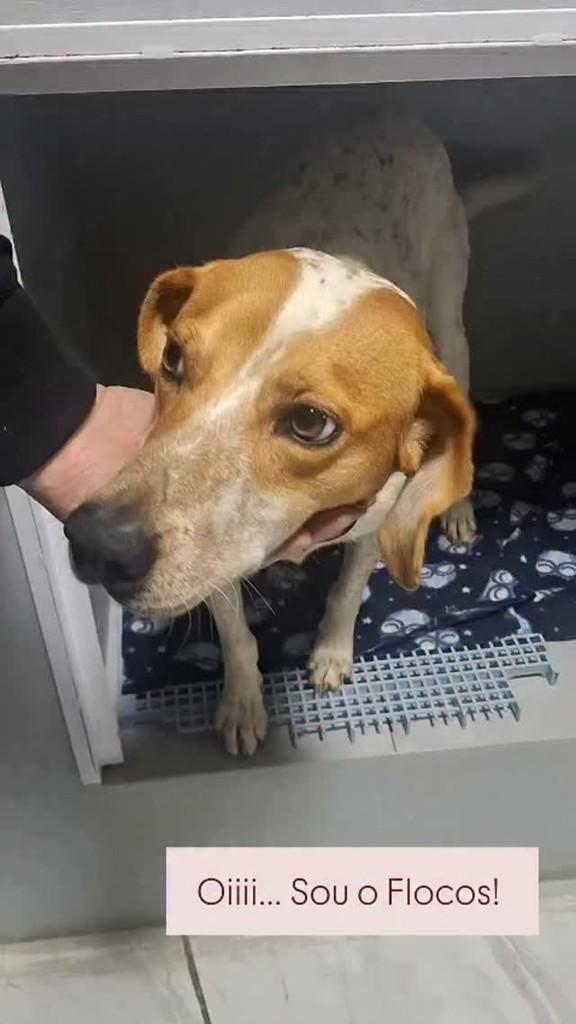 Flocos, cachorro de porte grande para adoção em São Bento do Sul - SC