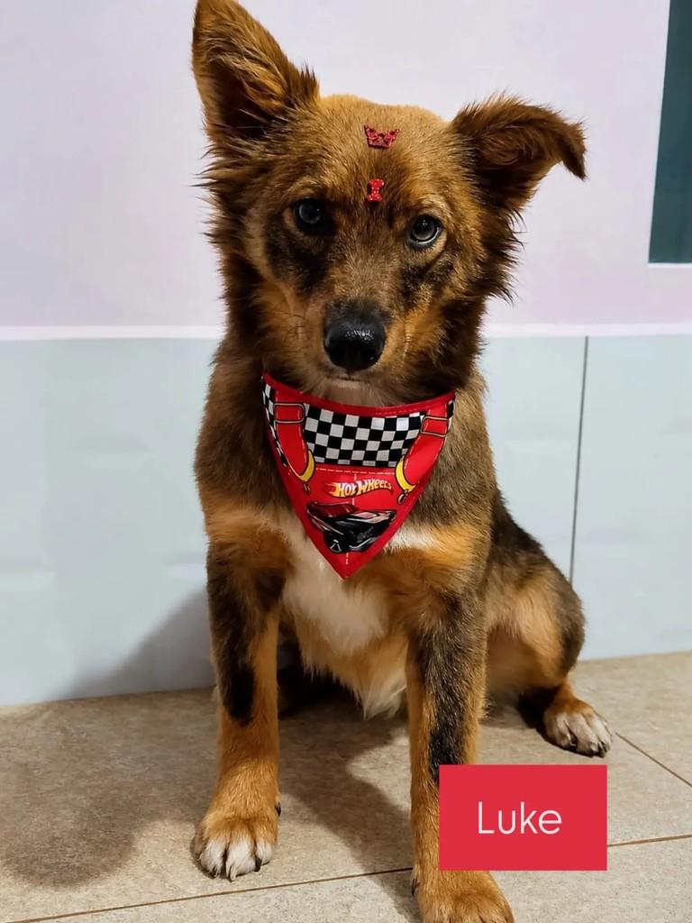 Luke, cachorro de porte médio para adoção em São Bento do Sul - SC