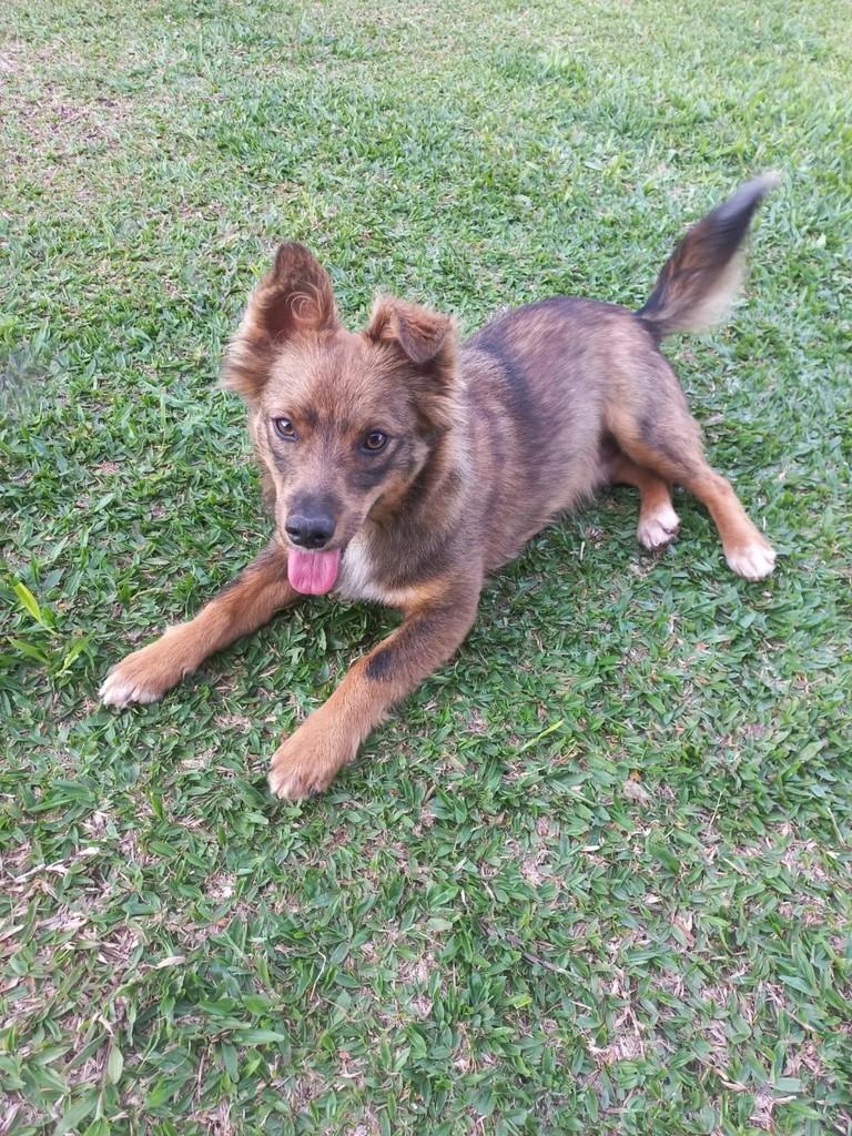 Luke, cachorro de porte médio para adoção em São Bento do Sul - SC — foto 2 de 2