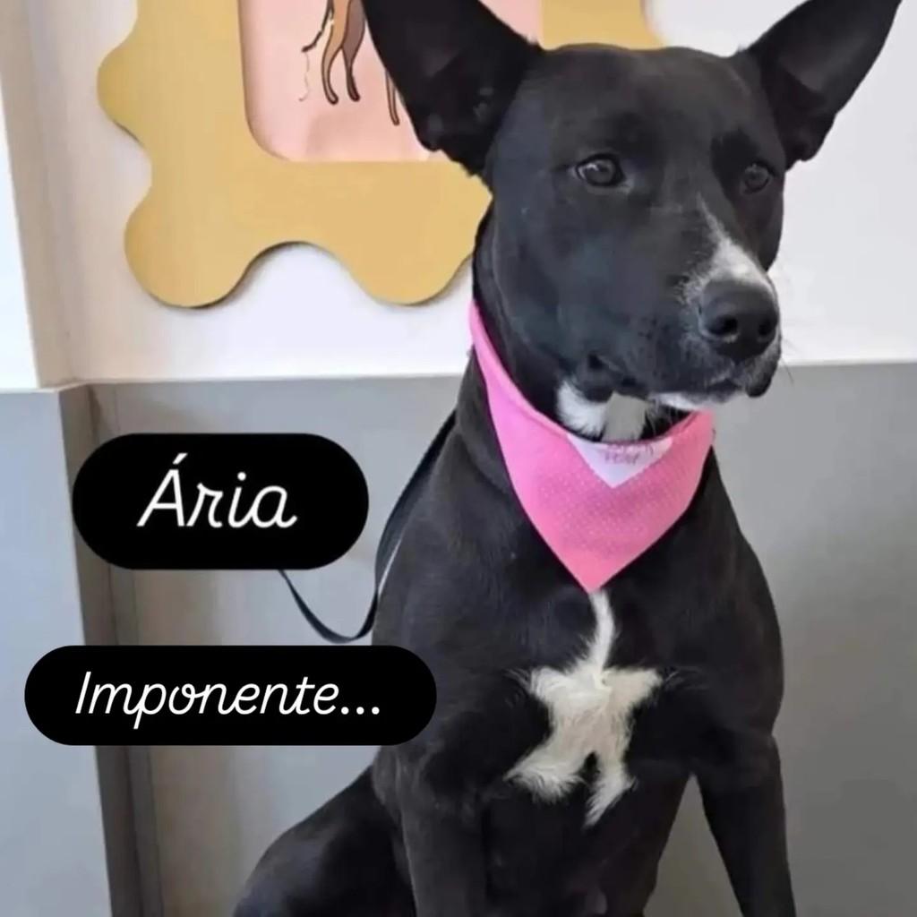 Ária, cadela de porte grande para adoção em São Bento do Sul - SC