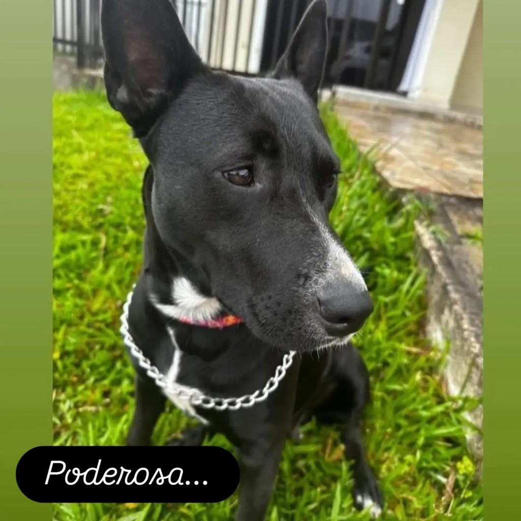 Ária, cadela de porte grande para adoção em São Bento do Sul - SC — foto 2 de 3