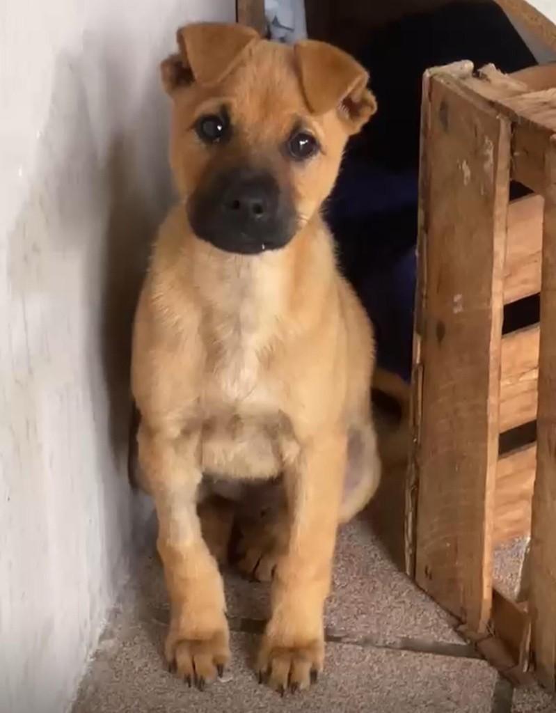 Paçoca, cachorro de porte pequeno para adoção em Criciúma - SC