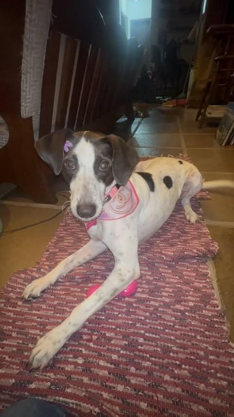Princesa, cadela para adoção em Criciúma - SC