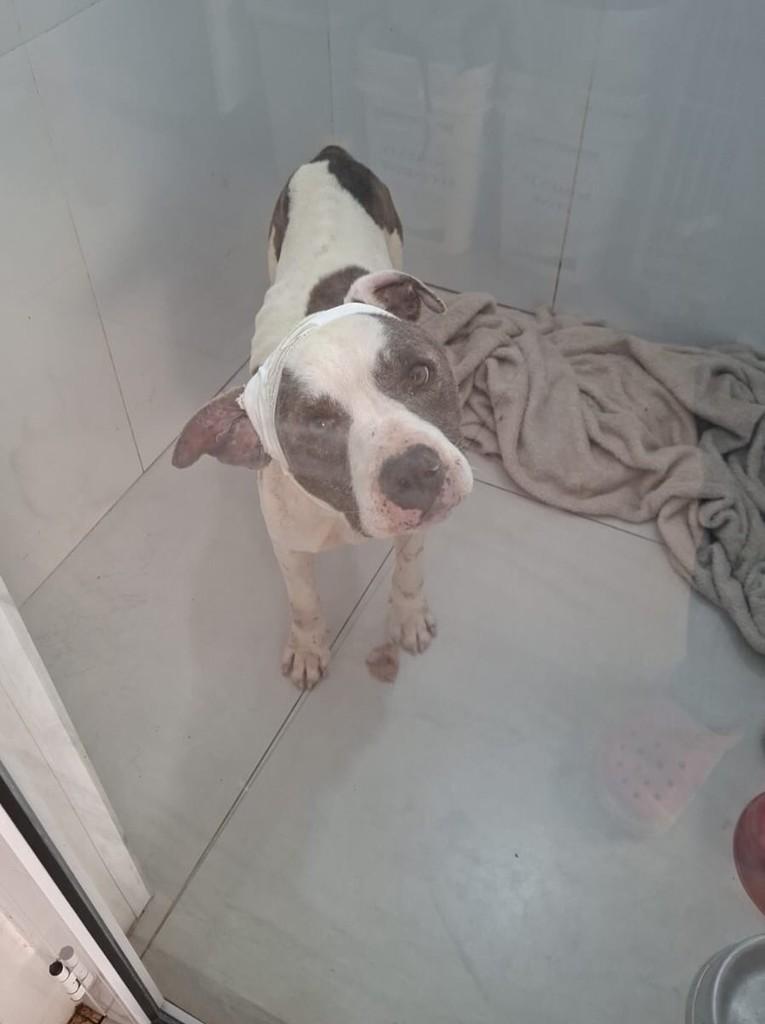 Senhor Pit, cachorro de porte médio para adoção em Criciúma - SC