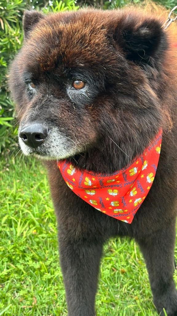 Chowchow, cachorro de porte grande para adoção em Tamandaré - PE