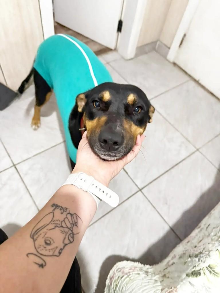 Cacau, cachorro de porte pequeno para adoção em Tramandaí - RS
