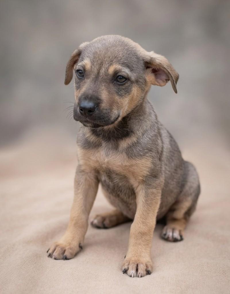 Pretinho/douradinho, cachorro de porte médio para adoção em Tramandaí - RS