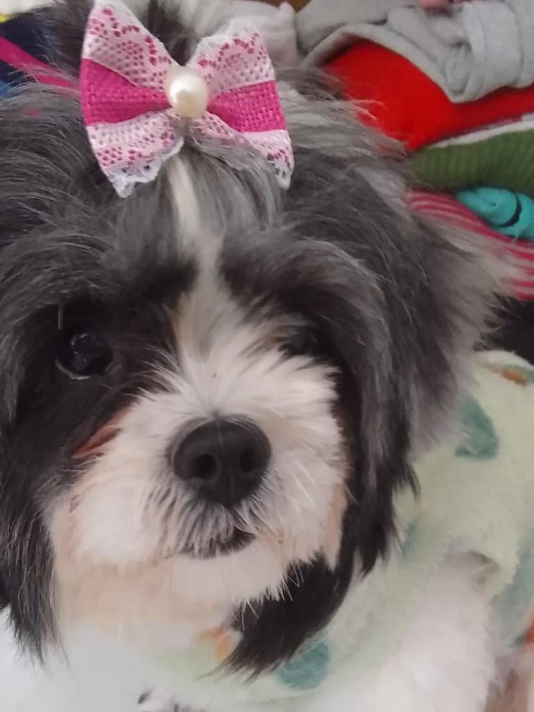 Gorda, cadela de porte pequeno para adoção em Tramandaí - RS