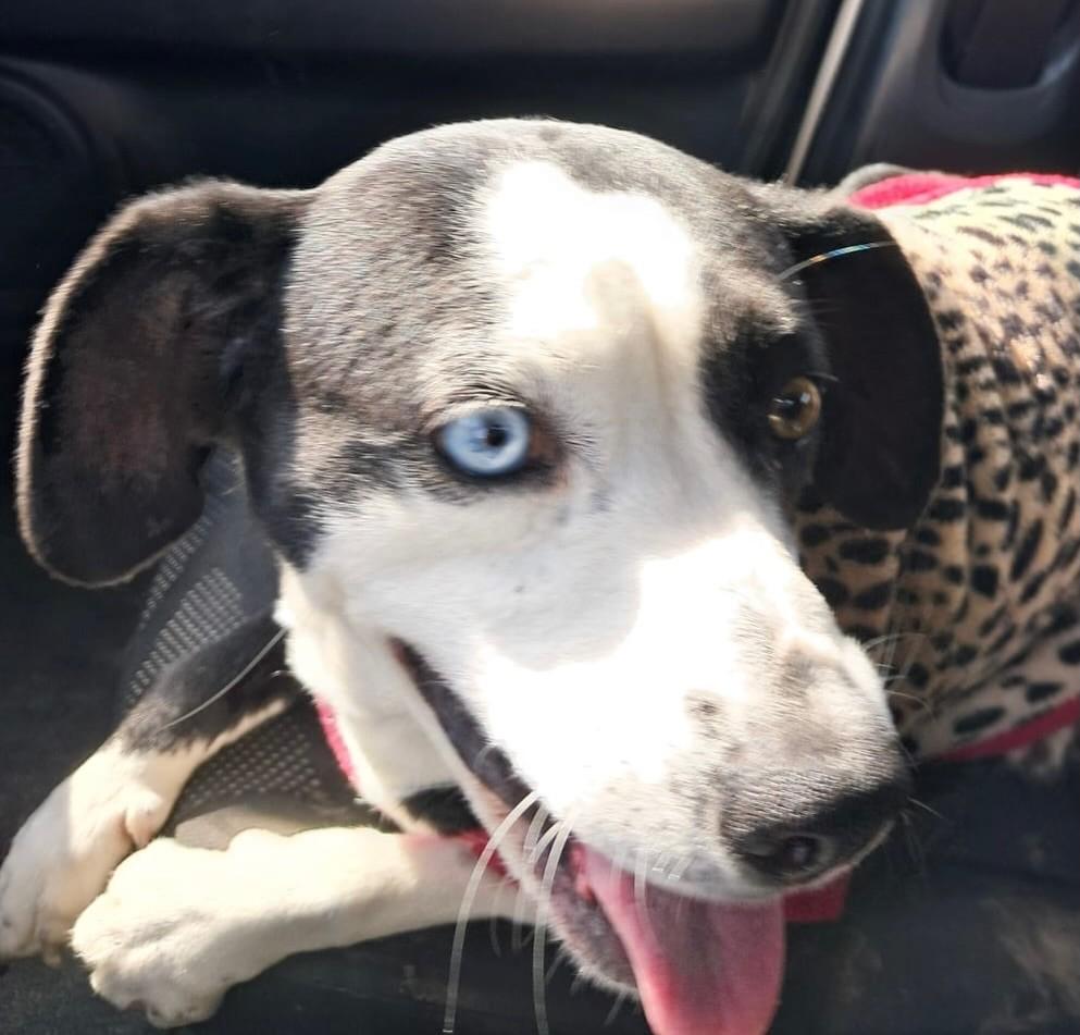 Beka, cachorro de porte médio para adoção em Tramandaí - RS