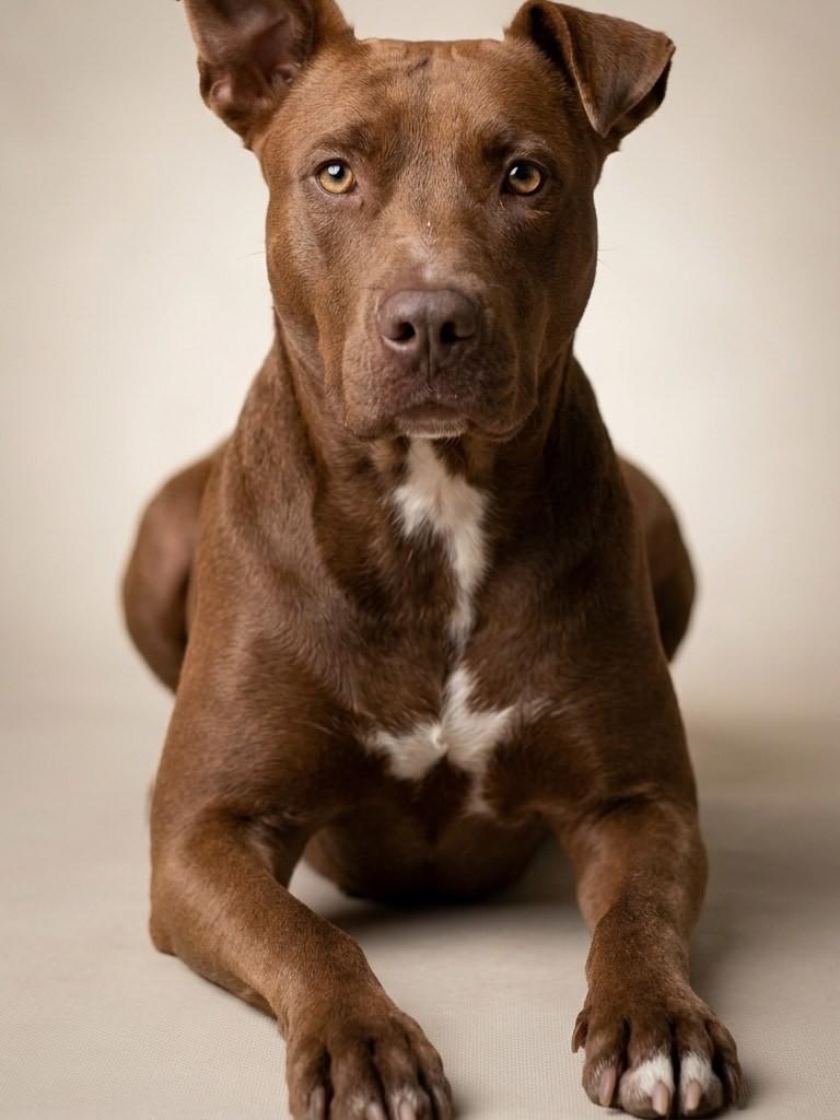 Ela, cachorro de porte médio para adoção em Tramandaí - RS