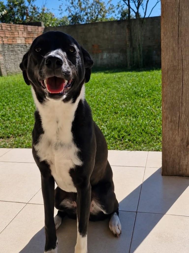 Safira, cadela de porte médio para adoção em Tramandaí - RS